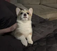 Corgi 2, a female Pembroke Welsh Corgi for sale in Conway, WA – Photo 4 of 4