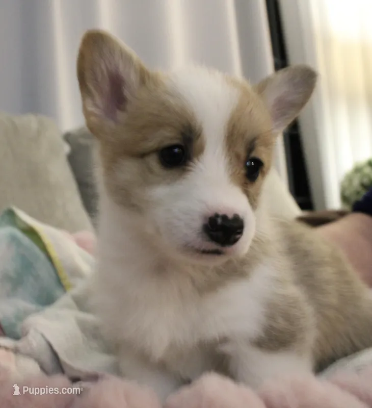 Corgi 3