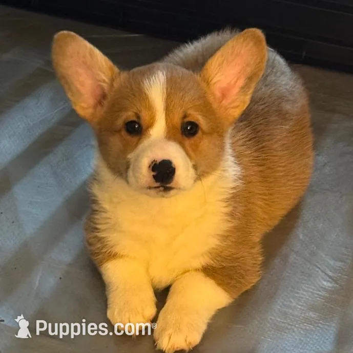 Corgi 1