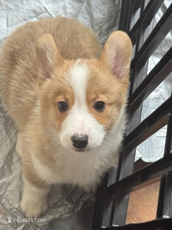 Corgi 1