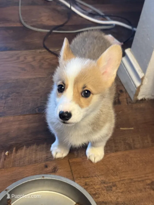 Corgi 1 – Pembroke Welsh Corgi puppy for sale in Conway, WA