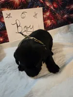 Boy 1, a female Labrador Retriever for sale in Pleasant Hill, MO – 2 of 3