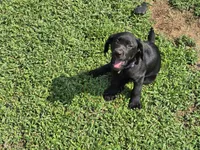 Girl 2, a female Labrador Retriever for sale in Pleasant Hill, MO – 3 of 4