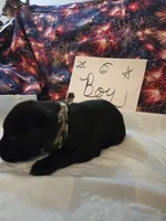 Boy 1, a female Labrador Retriever for sale in Pleasant Hill, MO – 3 of 3