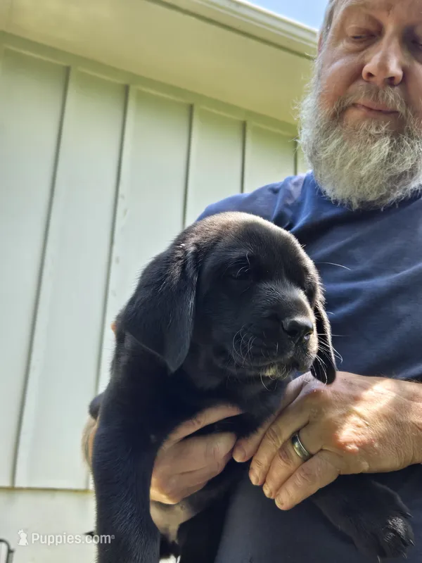 Girl1 – Labrador Retriever puppy for sale in Pleasant Hill, MO