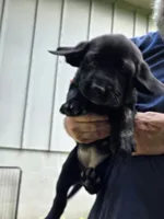 Boy 1, a female Labrador Retriever for sale in Pleasant Hill, MO – 3 of 3