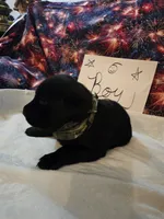 Boy 1, a female Labrador Retriever for sale in Pleasant Hill, MO – 1 of 3
