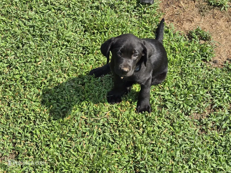 Girl 2 – Labrador Retriever puppy for sale in Pleasant Hill, MO