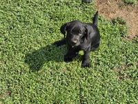 Girl 2, a female Labrador Retriever for sale in Pleasant Hill, MO – 1 of 4