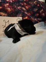 Girl1, a female Labrador Retriever for sale in Pleasant Hill, MO – 2 of 2