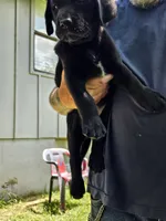Boy 2, a male Labrador Retriever for sale in Pleasant Hill, MO – 3 of 3
