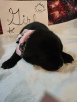 Girl 2, a female Labrador Retriever for sale in Pleasant Hill, MO – 2 of 3