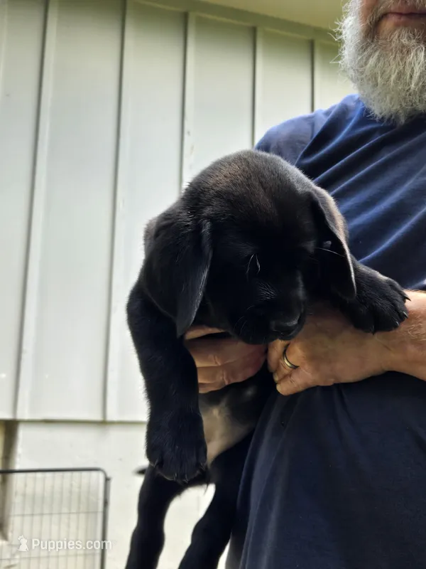 Boy 1 – Labrador Retriever puppy for sale in Pleasant Hill, MO