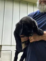 Boy 1, a female Labrador Retriever for sale in Pleasant Hill, MO – 1 of 3