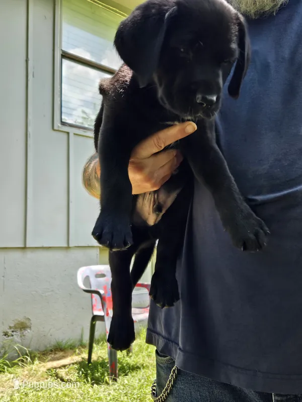 Boy 2 – Labrador Retriever puppy for sale in Pleasant Hill, MO