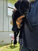 Boy 2, a male Labrador Retriever for sale in Pleasant Hill, MO – 1 of 3