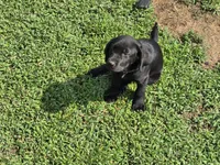 Girl 2, a female Labrador Retriever for sale in Pleasant Hill, MO – 4 of 4