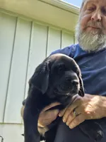 Boy 2, a male Labrador Retriever for sale in Pleasant Hill, MO – 2 of 3