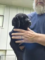Boy 1, a female Labrador Retriever for sale in Pleasant Hill, MO – 2 of 3