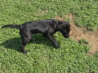 Girl 2, a female Labrador Retriever for sale in Pleasant Hill, MO – 2 of 4