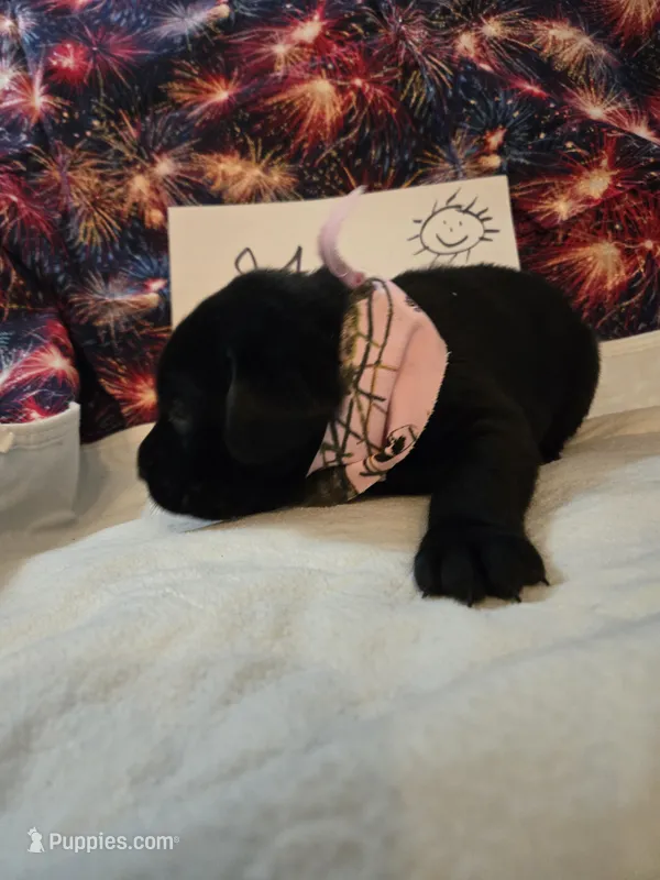Girl1 – Labrador Retriever puppy for sale in Pleasant Hill, MO