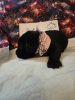 Girl1, a female Labrador Retriever for sale in Pleasant Hill, MO – 1 of 2