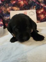 Girl 2, a female Labrador Retriever for sale in Pleasant Hill, MO – 3 of 3