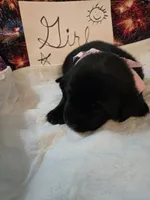 Girl 2, a female Labrador Retriever for sale in Pleasant Hill, MO – 1 of 3