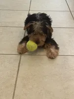 Orion, a male Yorkshire Terrier for sale in Bradenton, FL – Photo 3 of 7