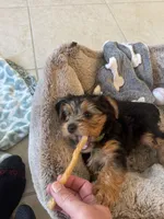 Orion, a male Yorkshire Terrier for sale in Bradenton, FL – Photo 7 of 7