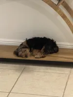 Orion, a male Yorkshire Terrier for sale in Bradenton, FL – Photo 4 of 7