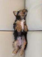 Orion, a male Yorkshire Terrier for sale in Bradenton, FL – Photo 5 of 7