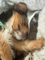 Orion, a male Yorkshire Terrier for sale in Bradenton, FL – Photo 2 of 7