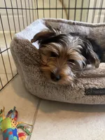 Orion, a male Yorkshire Terrier for sale in Bradenton, FL – Photo 6 of 7