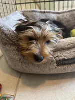 Orion, a male Yorkshire Terrier for sale in Bradenton, FL – Photo 1 of 7