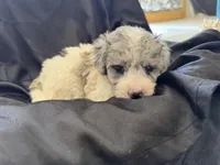 Kiwi Micro Mini Sheepadoodle, a male Poodle - Toy  and Sheepadoodle for sale in Phoenix, AZ – 6 of 10
