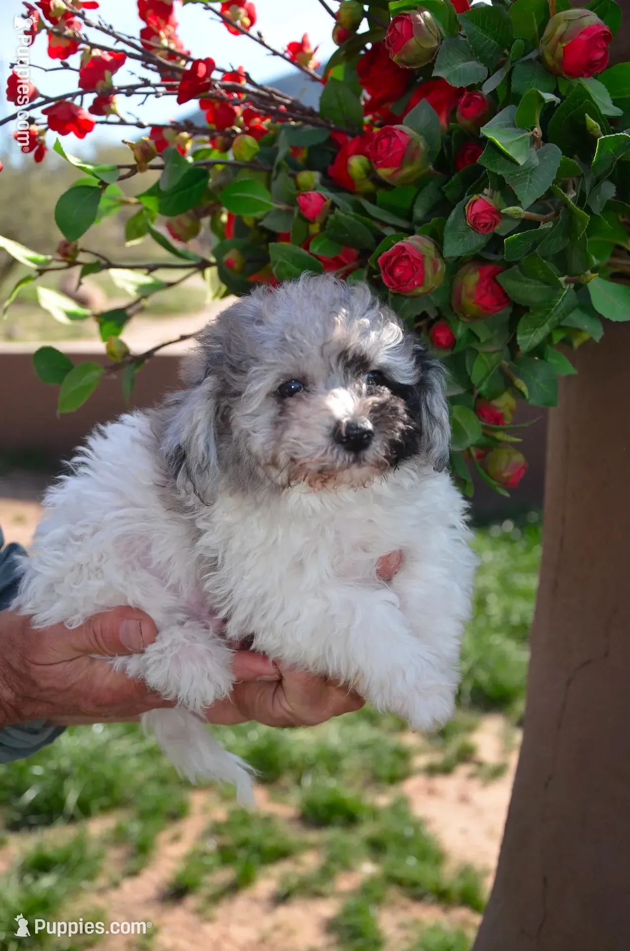 Prince, a male Sheepadoodle for sale in Phoenix, AZ – 2 of 3