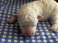 Sugar Micro Mini, a male Old English Sheepdog and Poodle - Toy  for sale in Phoenix, AZ – 5 of 10