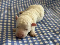 Sugar Micro Mini, a male Old English Sheepdog and Poodle - Toy  for sale in Phoenix, AZ – 10 of 10