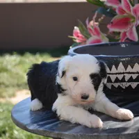 Malaya-Reduced price, a female Sheepadoodle for sale in Phoenix, AZ – Photo 2 of 5