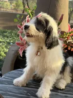 Malaya, a female Sheepadoodle for sale in Phoenix, AZ – Photo 3 of 4