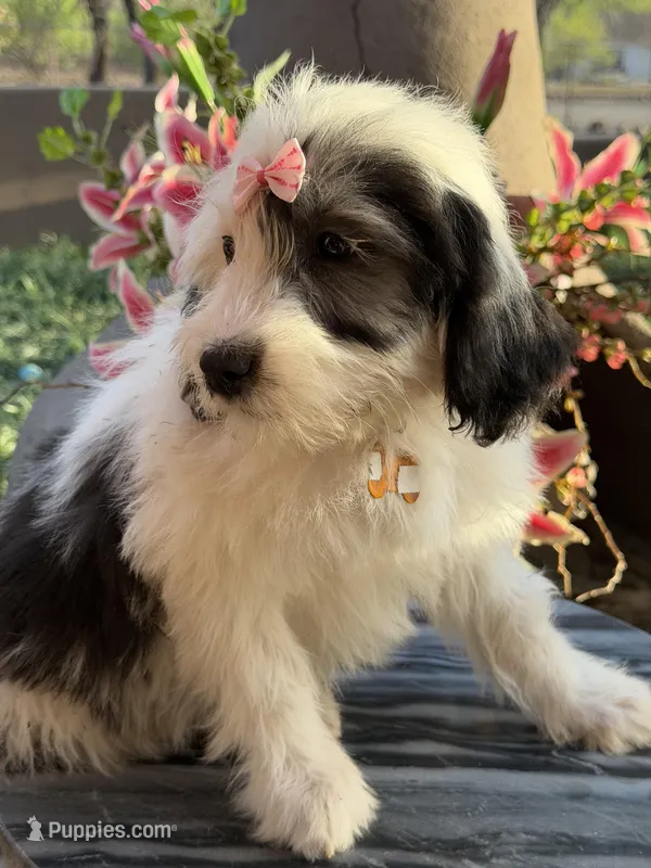 Malaya – Sheepadoodle puppy for sale in Phoenix, AZ