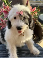 Malaya, a female Sheepadoodle for sale in Phoenix, AZ – Photo 4 of 4