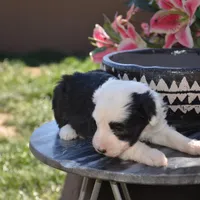 Malaya-Reduced price, a female Sheepadoodle for sale in Phoenix, AZ – Photo 5 of 5