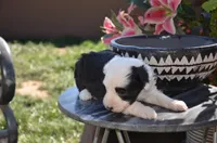 Malaya, a female Sheepadoodle for sale in Phoenix, AZ – Photo 5 of 5