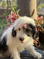 Malaya, a female Sheepadoodle for sale in Phoenix, AZ – Photo 2 of 4