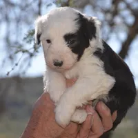 Malaya-Reduced price, a female Sheepadoodle for sale in Phoenix, AZ – Photo 1 of 5
