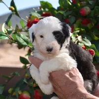 Malaya-Reduced price, a female Sheepadoodle for sale in Phoenix, AZ – Photo 4 of 5