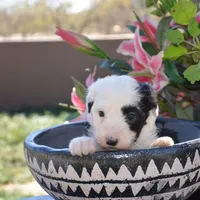 Malaya-Reduced price, a female Sheepadoodle for sale in Phoenix, AZ – Photo 3 of 5