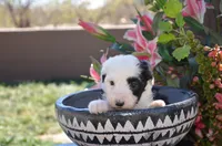 Malaya, a female Sheepadoodle for sale in Phoenix, AZ – Photo 3 of 5